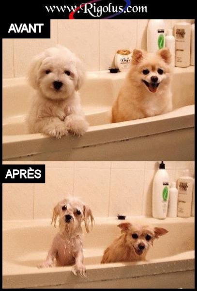 C'est l'heure du bain mes petits!  lol